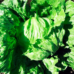  Lechuga Gala 100gr Semilla Tipo Iceberg Americana, Vilmorin 200 Lechuga Gala 100gr Semilla Tipo Iceberg Americana, Vilmorin
Tip