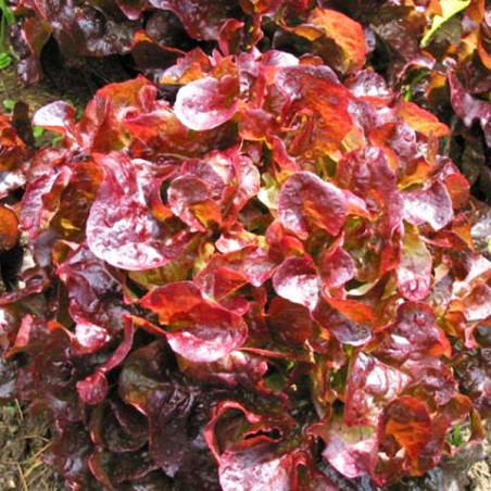Lechuga Grenadine 25000 Semillas Tipo Hoja Roble Roja, Vilmorin Vilmorin-Lechuga Grenadine 25000 Semillas Tipo Hoja Roble Roja, 