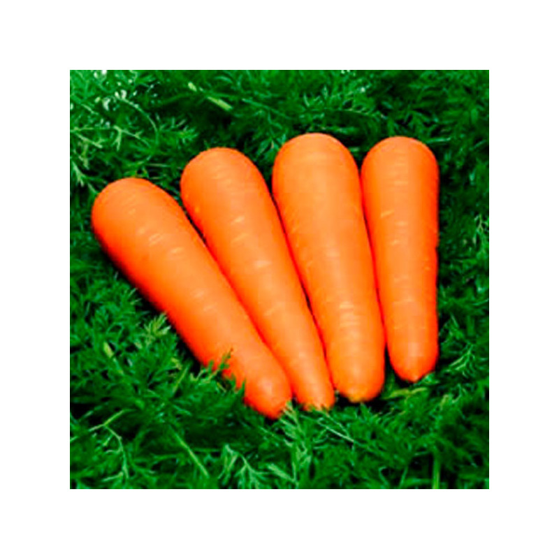  Zanahoria MVC590 Celestino 100000 Semillas Hibrido F1 Cilindrica Conica, Vilmorin 292 Zanahoria MVC590 Celestino 100000 Semilla