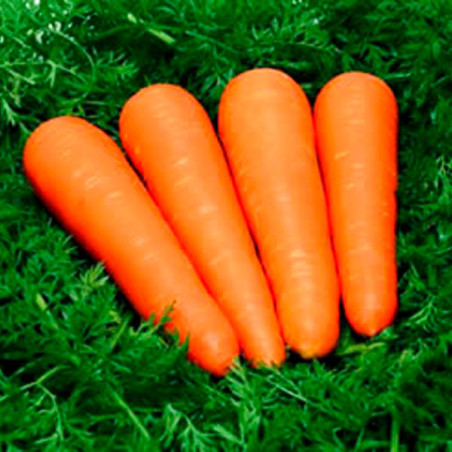 Zanahoria MVC590 Celestino 100000 Semillas Hibrido F1 Cilindrica Conica, Vilmorin 292 Zanahoria MVC590 Celestino 100000 Semilla