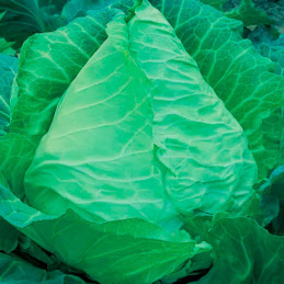  Col Corazon de Buey 100gr Semillas Acorazonado, TopSeed 21.186441 Col Corazon de Buey 100gr Semillas Acorazonado, TopSeed
Plant