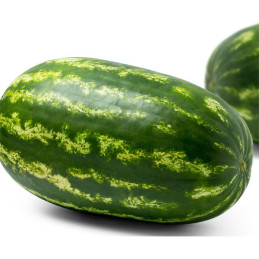  Sandia Santa Helena 1000 Semillas Hibrido F1 Rayada Alargada, TopSeed 250 Sandia Santa Helena 1000 Semillas Hibrido F1 Rayada A