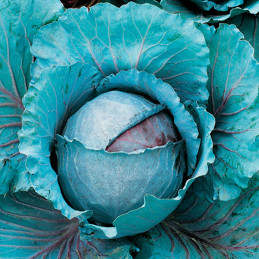  Col Kirei 1000 Semillas Hibrido F1 Repollo Morado, TopSeed 34.745763 Col Kirei 1000 Semillas Hibrido F1 Repollo Morado, TopSeed