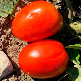  Tomate Megalotom 5000 Semillas F1 Saladette Fruto Full Flesh Pura Pulpa, Hazera 1933 Tomate Megalotom 5000 Semillas F1 Saladett