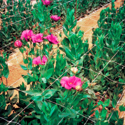  Malla Para Entutorar Hortalizas Flores 0.8 X 1000 MTS Cuadro 15 x 17 CM 4105BL Solania 640.677966 Malla Para Entutorar Hortaliz