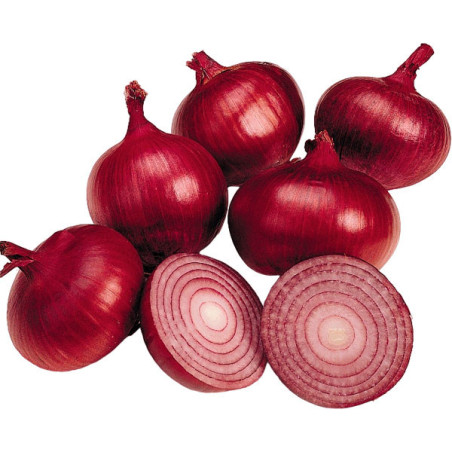  Cebolla Red Sea 1Lb Semillas Bulbo Globosa Achatada Roja Pungencia Ligera, Hazera 594.000001 Cebolla Red Sea 1Lb Semillas Bulbo
