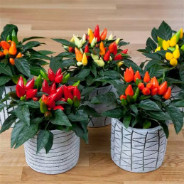 Aji Ornamental 100 Semillas Capsicum annuum Pepper Salsa XP Mixi, Flor, Maceta, Panamerican Ball Seed 57.627119 Aji Ornamental 