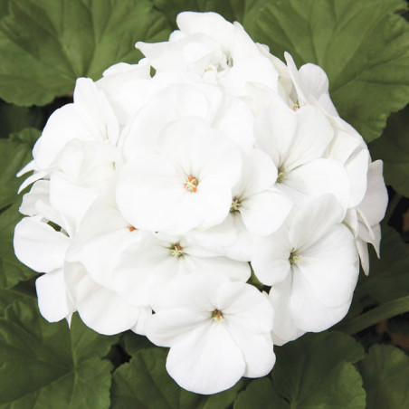  Geranio 1000 Semillas Pelargonium x hortorum Maverick White, Flor, Maceta, Syngenta Ball Seed 425.423729 Geranio 1000 Semillas 