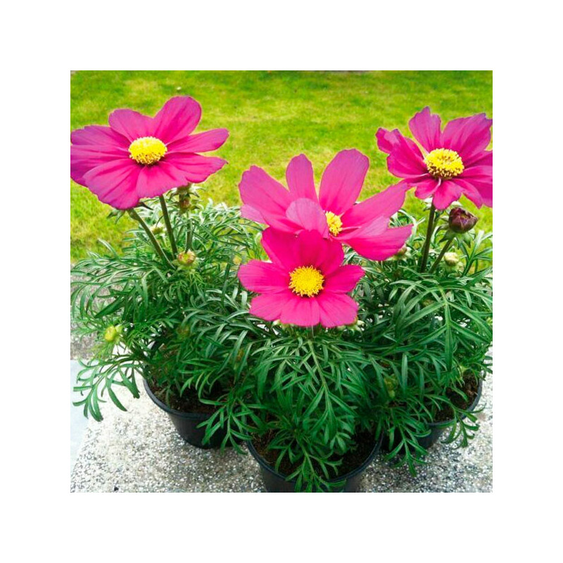  Cosmos 1000 Semillas bipinnatus Casanova Violet, Flor, Maceta, Benary 126.271186 Cosmos 1000 Semillas bipinnatus Casanova Viole