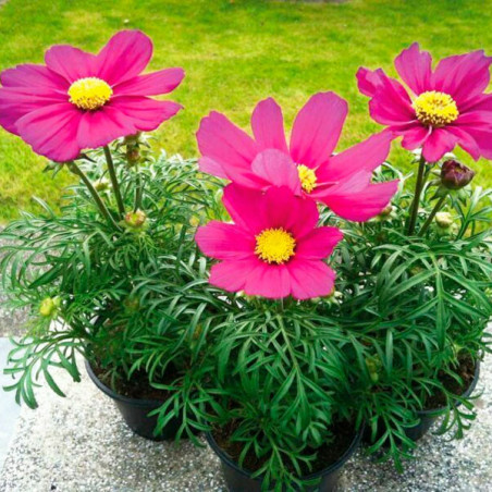  Cosmos 1000 Semillas bipinnatus Casanova Violet, Flor, Maceta, Benary 126.271186 Cosmos 1000 Semillas bipinnatus Casanova Viole