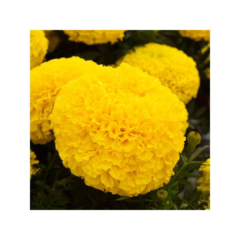  Marigold 1000 Semillas Tagetes erecta Marvel II Yellow Pompom, Flor, Maceta, Panamerican Ball Seed 182 Marigold 1000 Semillas T