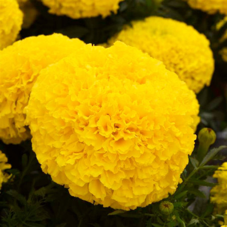  Marigold 1000 Semillas Tagetes erecta Marvel II Yellow Pompom, Flor, Maceta, Panamerican Ball Seed 182 Marigold 1000 Semillas T