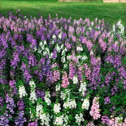  Angelonia 100 Semillas Angustifolia Serena Mix PLT, Flor, Maceta, Ball Seed 85.59322 Angelonia 100 Semillas Angustifolia Serena