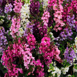  Angelonia 100 Semillas Angustifolia Serenita Mix PLT, Flor, Maceta, Ball Seed 85.59322 Angelonia 100 Semillas Angustifolia Sere