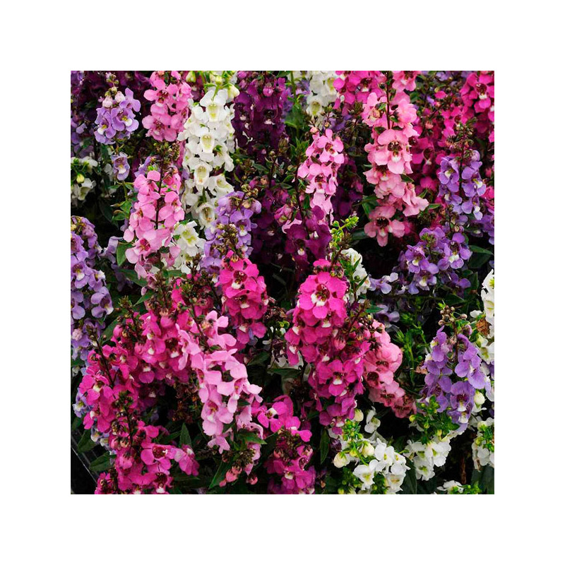  Angelonia 100 Semillas Angustifolia Serenita Mix PLT, Flor, Maceta, Ball Seed 85.59322 Angelonia 100 Semillas Angustifolia Sere