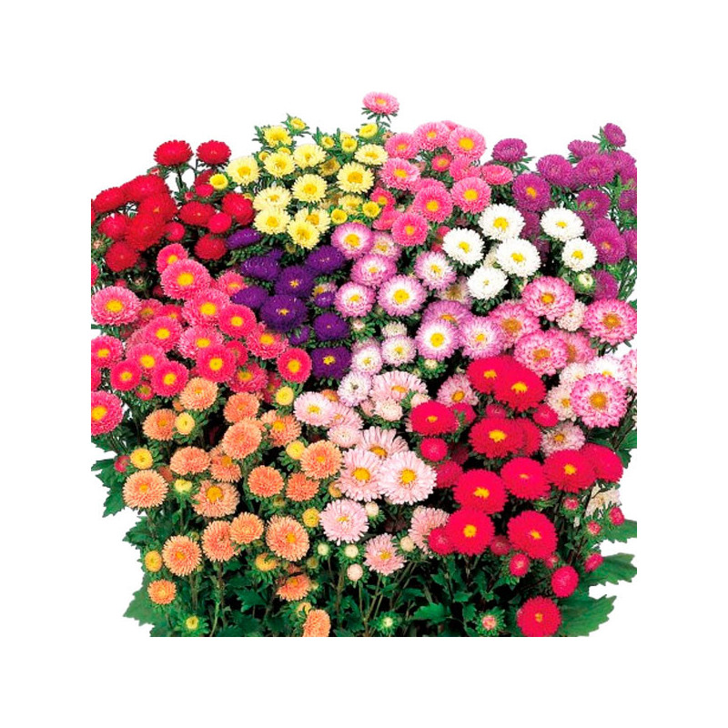  Aster 2000 Semillas Callistephus chinensis Sakata Matsumoto Mix, Flor, Corte, Ball Seed 108.474576 Aster 2000 Semillas Calliste
