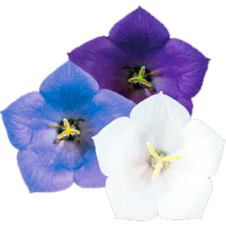  Campanula 1000 Semillas spp. Clips Mix, Flor, Maceta, Benary 80.508475 Campanula 1000 Semillas spp. Clips Mix, Flor, Maceta, Be