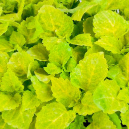  Coleo 1000 Semillas Solenostemon scutellarioides Coleus Fairway Yellow PLT, Maceta, Sakata Ball Seed 68.644068 Coleo 1000 Semil