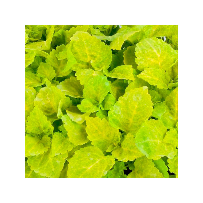  Coleo 1000 Semillas Solenostemon scutellarioides Coleus Fairway Yellow PLT, Maceta, Sakata Ball Seed 68.644068 Coleo 1000 Semil