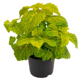  Coleo 1000 Semillas Solenostemon scutellarioides Coleus Fairway Yellow PLT, Maceta, Sakata Ball Seed 68.644068 Coleo 1000 Semil
