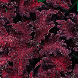  Coleo 1000 Semillas Coleus blumei Dragon Black PLT, Maceta, Panamerican Ball Seed 68.644068 Coleo 1000 Semillas Coleus blumei D