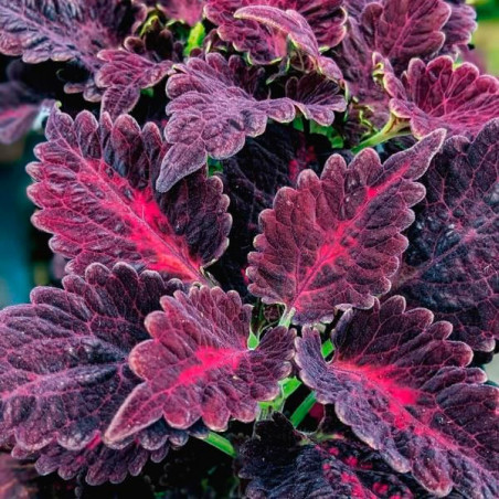 Coleo 1000 Semillas Coleus blumei Dragon Black PLT, Maceta, Panamerican Ball Seed 68.644068 Coleo 1000 Semillas Coleus blumei D