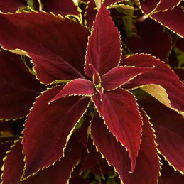  Coleo 100 Semillas Solenostemon scutellarioides Coleus Premium Sun Ruby Heart PLT, Maceta, Panamerican Ball Seed 77.966102 Cole