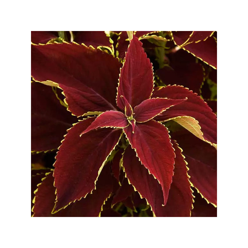 Coleo 100 Semillas Solenostemon scutellarioides Coleus Premium Sun Ruby Heart PLT, Maceta, Panamerican Ball Seed 77.966102 Cole