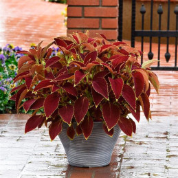  Coleo 100 Semillas Solenostemon scutellarioides Coleus Premium Sun Ruby Heart PLT, Maceta, Panamerican Ball Seed 77.966102 Cole