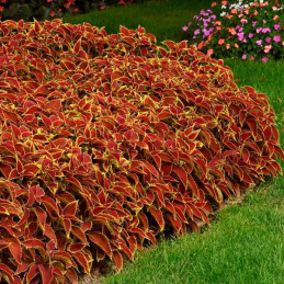  Coleo 100 Semillas Solenostemon scutellarioides Coleus Premium Sun Ruby Heart PLT, Maceta, Panamerican Ball Seed 77.966102 Cole