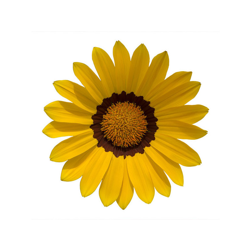  Gazania 1000 Semillas rigens Enorma Yellow Ring, Flor, Maceta, Hemegenetics 149.152542 Gazania 1000 Semillas rigens Enorma Yell