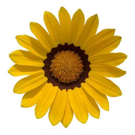  Gazania 1000 Semillas rigens Enorma Yellow Ring, Flor, Maceta, Hemegenetics 149.152542 Gazania 1000 Semillas rigens Enorma Yell