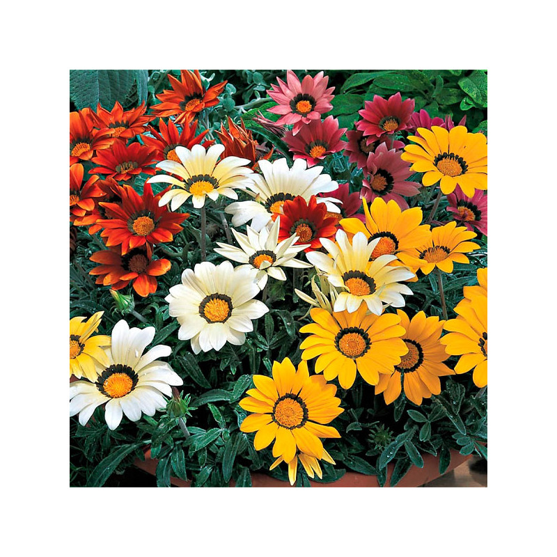  Gazania 1000 Semillas rigens Kiss Mix, Flor, Maceta, Syngenta 169 Gazania 1000 Semillas rigens Kiss Mix, Flor, Maceta, Syngenta