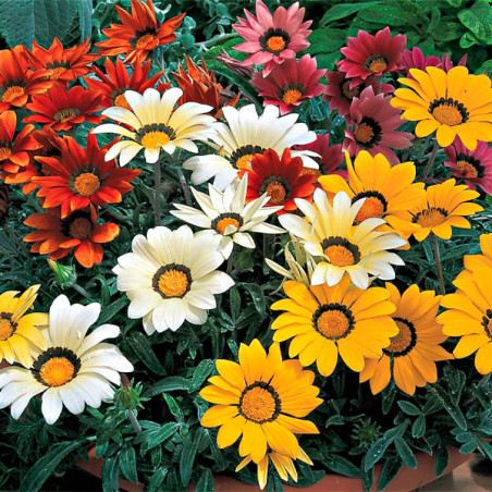  Gazania 1000 Semillas rigens Kiss Mix, Flor, Maceta, Syngenta 169 Gazania 1000 Semillas rigens Kiss Mix, Flor, Maceta, Syngenta