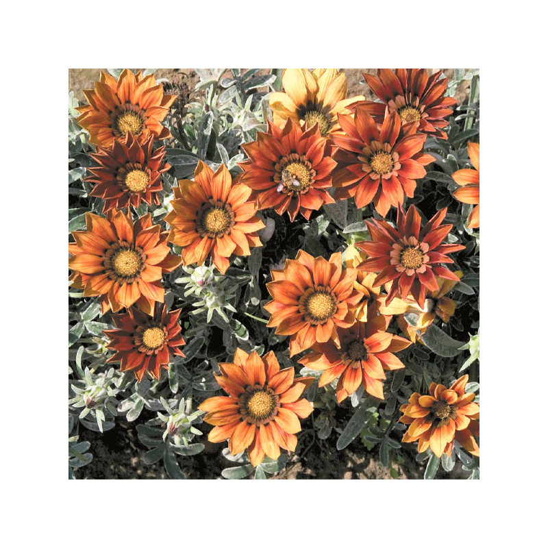  Gazania 1000 Semillas rigens Talen Red Shade, Flor, Maceta, Benary 114.40678 Gazania 1000 Semillas rigens Talen Red Shade, Flor