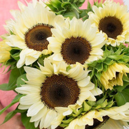  Girasol 1000 Semillas Helanthus annuus Pro Cut White Nite, Flor, Corte, Nuflowers 184.745763 Girasol 1000 Semillas Helanthus an