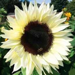  Girasol 1000 Semillas Helanthus annuus Pro Cut White Nite, Flor, Corte, Nuflowers 184.745763 Girasol 1000 Semillas Helanthus an
