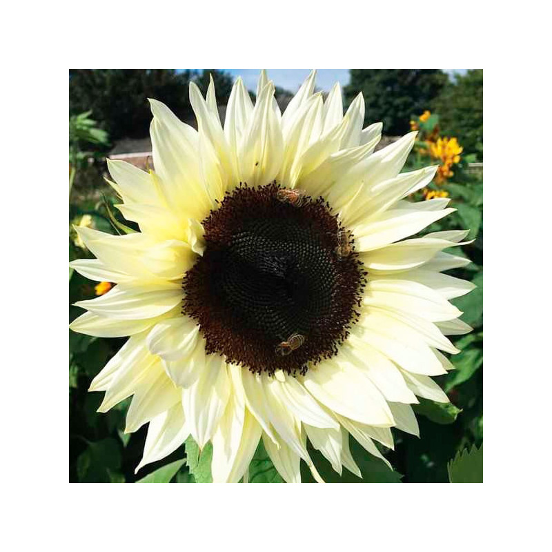  Girasol 1000 Semillas Helanthus annuus Pro Cut White Nite, Flor, Corte, Nuflowers 184.745763 Girasol 1000 Semillas Helanthus an