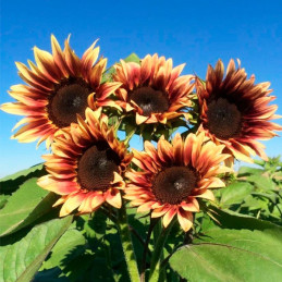  Girasol 10000 Semillas Helanthus annuus Pro Cut Plum, Flor, Corte, Nuflowers 1271.186441 Girasol 10000 Semillas Helanthus annuu