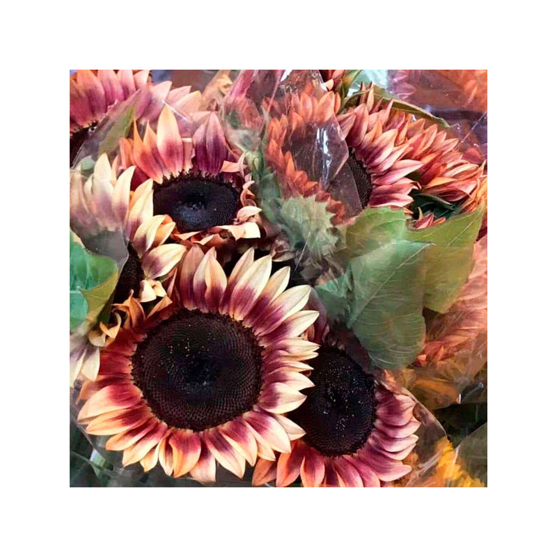  Girasol 10000 Semillas Helanthus annuus Pro Cut Plum, Flor, Corte, Nuflowers 1271.186441 Girasol 10000 Semillas Helanthus annuu