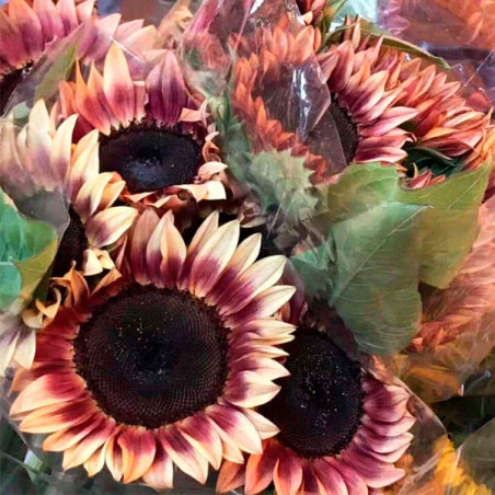  Girasol 10000 Semillas Helanthus annuus Pro Cut Plum, Flor, Corte, Nuflowers 1271.186441 Girasol 10000 Semillas Helanthus annuu