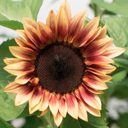  Girasol 10000 Semillas Helanthus annuus Pro Cut Plum, Flor, Corte, Nuflowers 1271.186441 Girasol 10000 Semillas Helanthus annuu