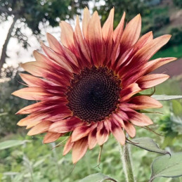  Girasol 10000 Semillas Helanthus annuus Pro Cut Plum, Flor, Corte, Nuflowers 1271.186441 Girasol 10000 Semillas Helanthus annuu