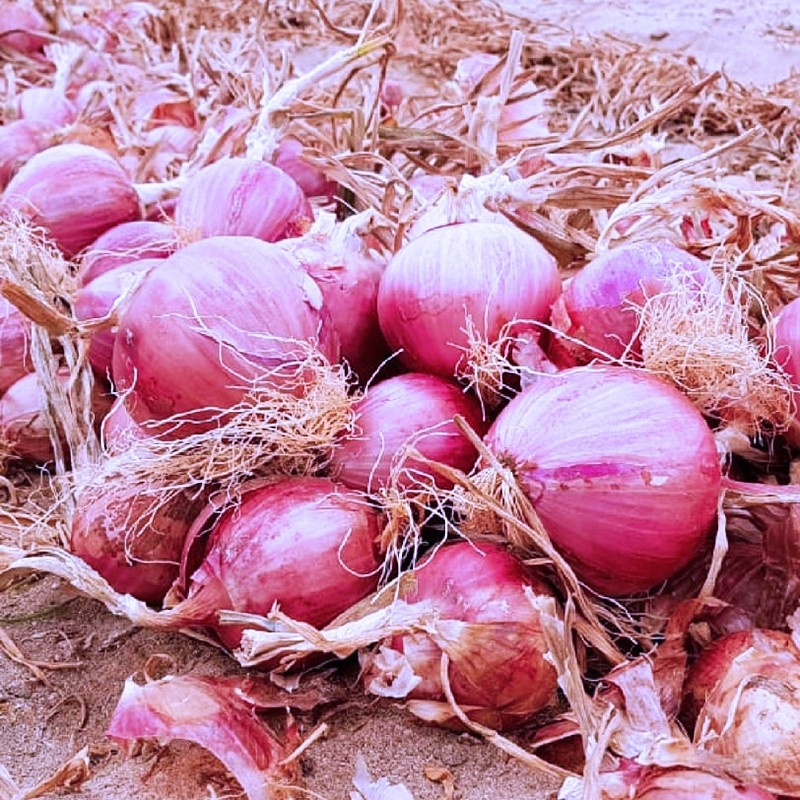  Cebolla Dulcinea 1lb, Semillas de cebolla roja de dias cortos siembras invierno, Hazera 579 Cebolla Dulcinea 1lb, Semillas de c