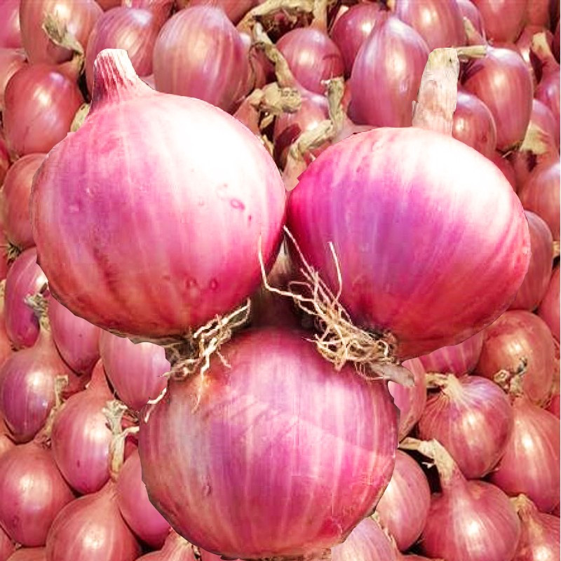  Cebolla Sivan 1lb, Semillas de cebolla roja siembras en primavera, Hazera 500.000001 Cebolla Sivan 1lb, Semillas de cebolla roj
