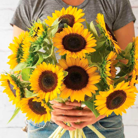  Girasol 10000 Semillas Helianthus annus Sunbright Supreme, Flor, Corte, Sakata 1220.338983 Girasol 10000 Semillas Helianthus an