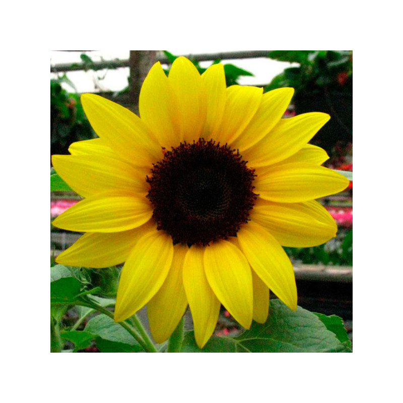  Girasol 500 Semillas helianthus annuus Ballad, Flor, Maceta, Panamerican Ball Seed 154.237288 Girasol 500 Semillas helianthus a