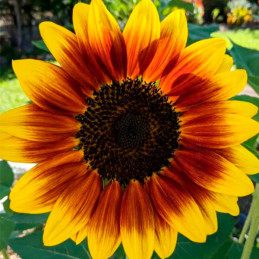  Girasol 1000 Semillas helianthus annuus Ring Of Fire, Flor, Corte, Benary 149.152542 Girasol 1000 Semillas helianthus annuus Ri