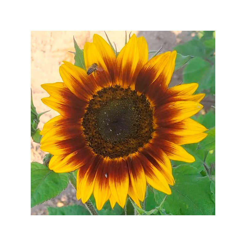  Girasol 1000 Semillas helianthus annuus Ring Of Fire, Flor, Corte, Benary 149.152542 Girasol 1000 Semillas helianthus annuus Ri