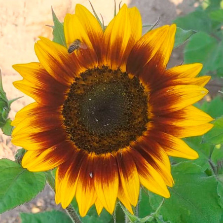  Girasol 1000 Semillas helianthus annuus Ring Of Fire, Flor, Corte, Benary 149.152542 Girasol 1000 Semillas helianthus annuus Ri
